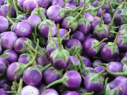 Baishnab Brinjal Seeds 150prpk kmjuBriNj 1790 150 Round Purple150PIECE