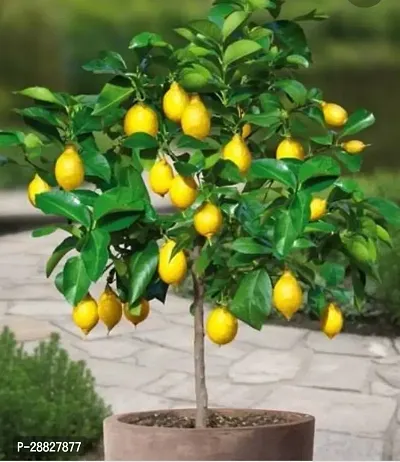 Baishnab  plant Lemon Plant-thumb0