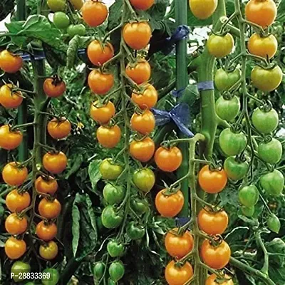 Baishnab tomato seed 100 ps det Tomato Cherry   SUNGOLD F1 100PIECE-thumb0