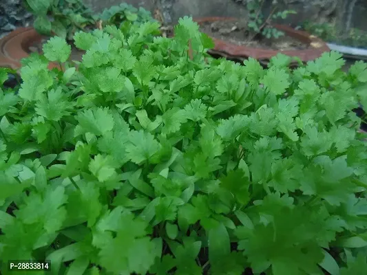 Baishnab Earth Seeds R 120Coriander291000PIECE