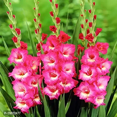 Baishnab  Gladiolus Pink PlantCFA261 GladiolusS