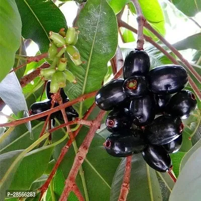 Baishnab Jamun Plant Jamun Tree, Syzygium cumini - Plant