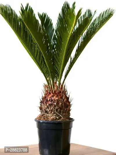 Baishnab  Cycas Revoluta Plant Live Plant CF72 Cy-thumb0