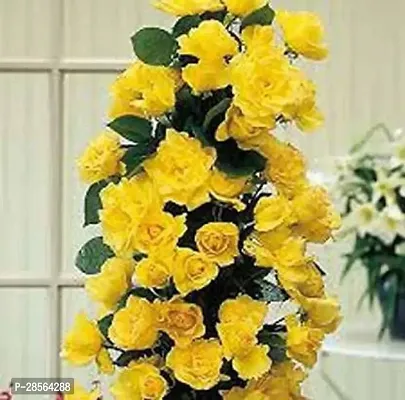 Baishnab Rose Plant YELLOW ROSE PLANT LITE YELLOW-thumb0