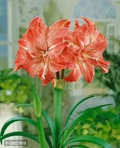 Baishnab  REDISH LILY JUMBO Lily Plant-thumb0