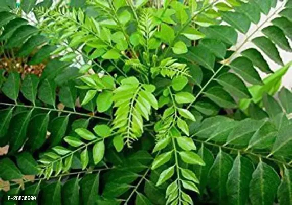 Baishnab  Kadi Patta  Sweet Neem Herb Live plan Cur-thumb0