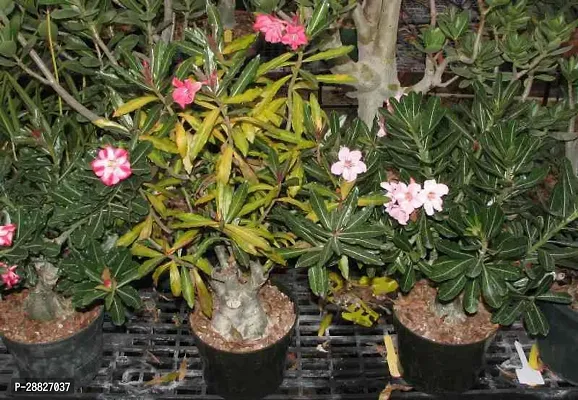 Baishnab  ADENIUM FLOWER PLANTCV44 Adenium Plant