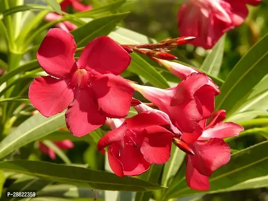 Baishnab  Oleander Red Hybrid PlantCFA372 Oleand-thumb0