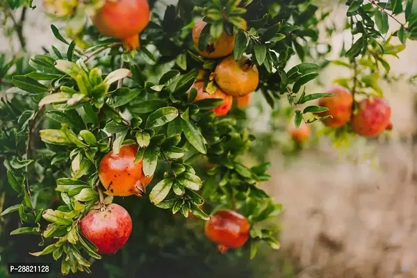 Baishnab  pll01 Pomegranate Plant