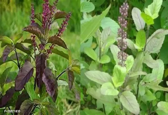 Baishnab  HOLY  HINDU TULSI  PLANT Tulsi Plant