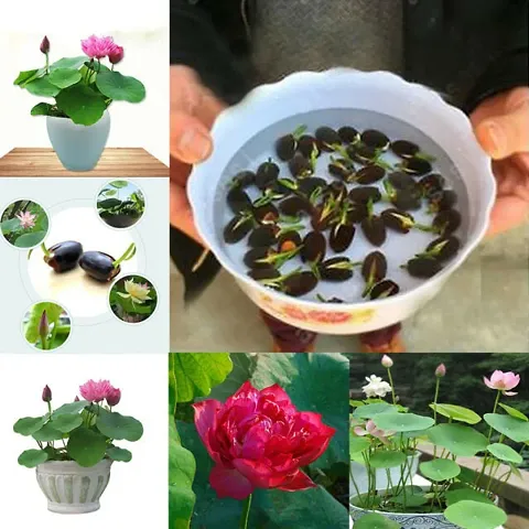 Best Selling Plant & Planters 