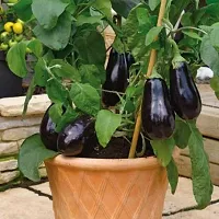 Baishnab Brinjal seed g 100prpkBrinjal  seeds100PIECE-thumb2