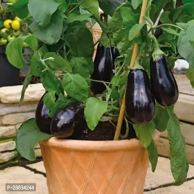 Baishnab Brinjal seed g 100prpkBrinjal  seeds100PIECE-thumb3