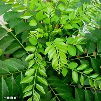 Baishnab Curry Leaf Plant Curry patta pack or 1 with pot-thumb0