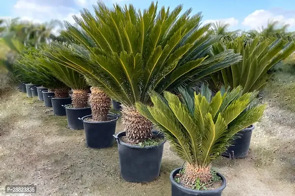 Baishnab  Cycas Revoluta Plant Live Plant CF271 C