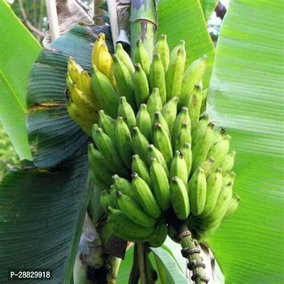 Baishnab  Hybrid Green Banana Plant A40 Banana Pl