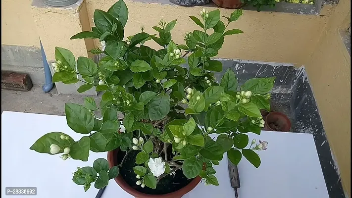 Baishnab  JASMINE DOUBLE HYBRID Jasmine Plant