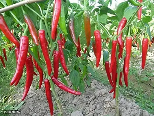 Baishnab Earth Seeds P46Chilli Seeds 20100PIECE-thumb0