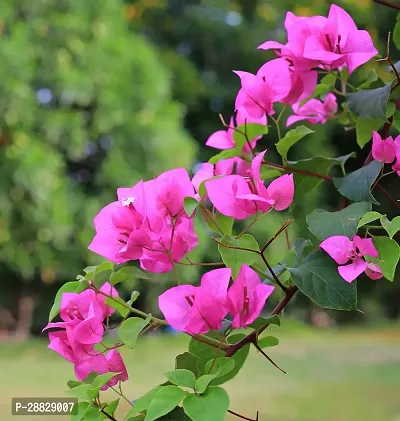 Baishnab  Baugainvillea Plant Disha000352 Baugai