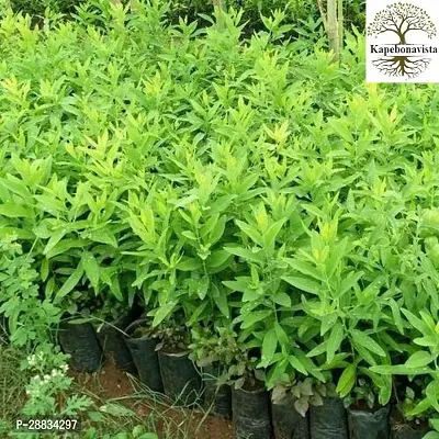 Baishnab Sandel wood  ygy mcHighly Fragrant White Sandalwood Santalum plant it is a plant not a seed1PIECE-thumb0