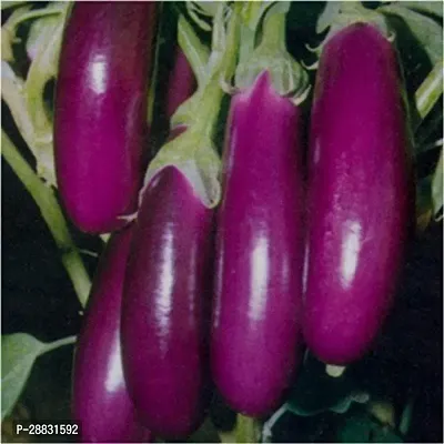 Baishnab Brinjal Seed 500PS RH446Purple F1 Hybrid Brinjal Seeds For Planting 250 Brinjal Seeds BOS73500PIECE-thumb0