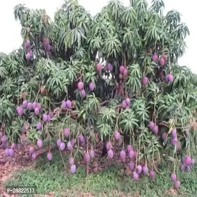 Baishnab  Kesar Mango Hybrid Plant For Outdoor Gard-thumb0