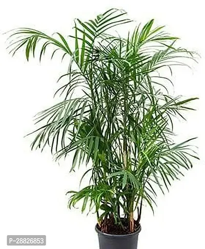 Baishnab  ARECA PLAM TP16 Areca Palm-thumb0