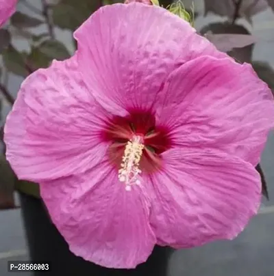 Baishnab Hibiscus Plant Hibiscus Plant ( Mazazon Hibiscus Plant )-thumb0