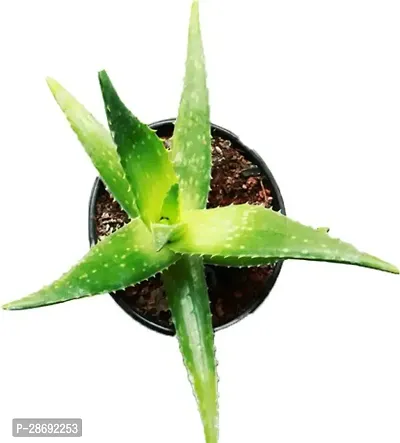 Baishnab Aloe Vera Plant GS000102-thumb0