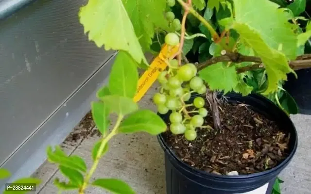 Baishnab  a31 Grapes Plant-thumb0