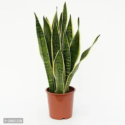 Baishnab  NHsNKG Snake Plant-thumb0