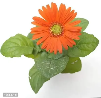 Baishnab  Gerbera Orange  Plant Gerbera Plant