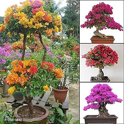 Baishnab  TIGBOAUGAIN10111 Baugainvillea Plant