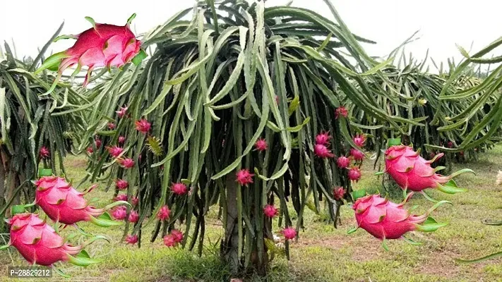 Baishnab  Pink Dragon Fruit Live PlantCF047 Drago