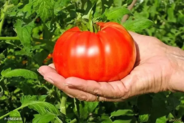 Baishnab tomato seed 250 ps aaopRed Beefsteak Tomato Seeds250PIECE