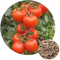 Baishnab TOMATO SEEDS 800 per packet  rbTomato Hybrid Seeds    T2267800PIECE-thumb1