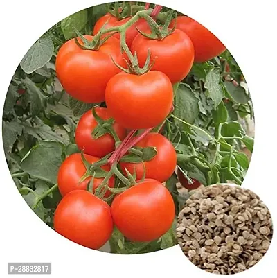 Baishnab TOMATO SEEDS 800 per packet  rbTomato Hybrid Seeds    T2267800PIECE-thumb2