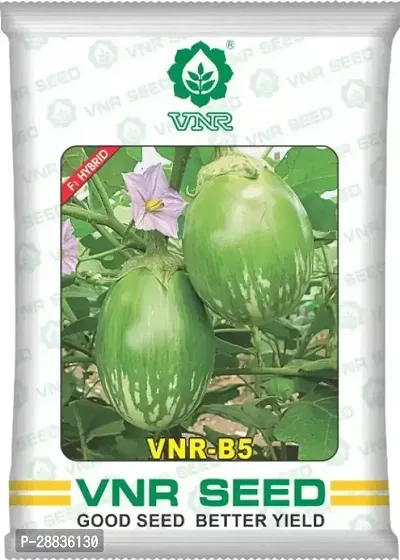 Baishnab Brinjal seeds 10 gm per packet jshbjF291PIECE