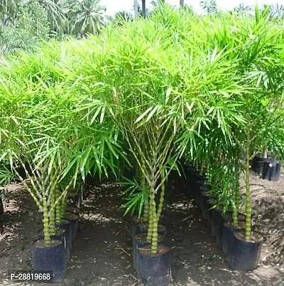 Baishnab  PALM23 China Palm Plant