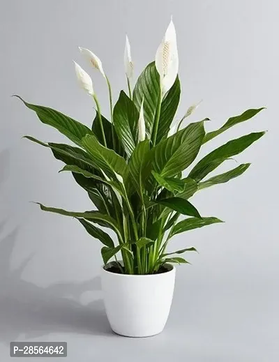 Baishnab Peace Lily Plant Peace Lily or Spathiphyllum Live Plant White Color Flower with Secure Packing Indoor Air Purify Plant CF79-thumb0