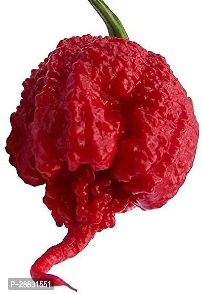 Baishnab Chili Seed  20 psVegetable Seeds  Worlds Hottest Chilli Pepper Carolina Reaper Chili Pepper Seed20PIECE-thumb0