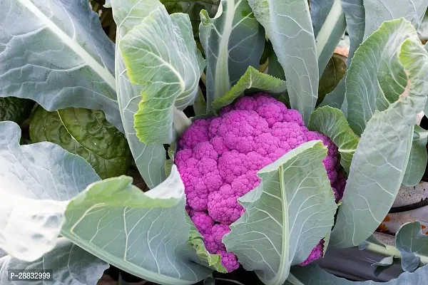 Baishnab Cauliflower seed 210 per packet    rb rbPurple Cauliflower  Phol Gobhi  F1 Hybrid Vegetable Seeds   G3740210PIECE-thumb0