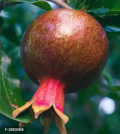 Baishnab  Pomegranate Plant Live Plant CF060111 P