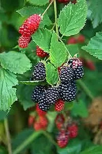 Baishnab Berry Plant MULBERRY PLANT HNH-thumb1