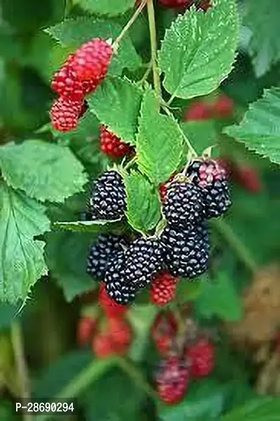 Baishnab Berry Plant MULBERRY PLANT HNH-thumb2