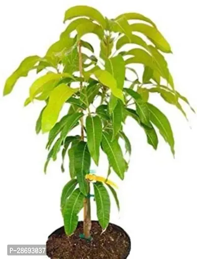 Baishnab Mango Plant Gardens Live Alphonso MangoAam Grafted Fruit Plant-thumb0