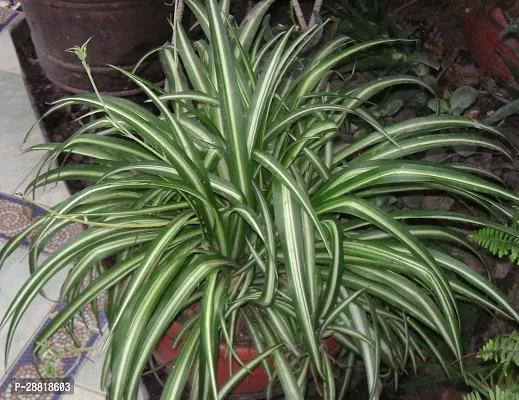 Baishnab  spider plant 021 Spider Plant