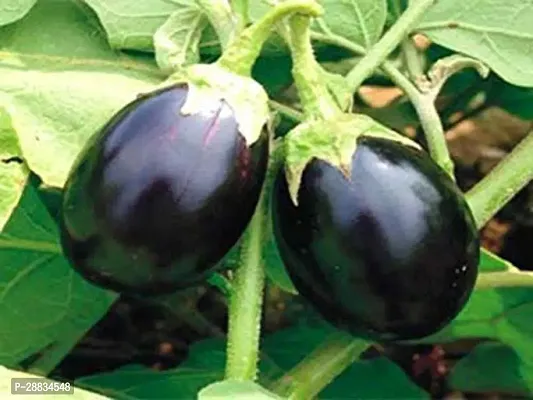 Baishnab Brinjal seed 35 per packet hhKD 126235PIECE-thumb0