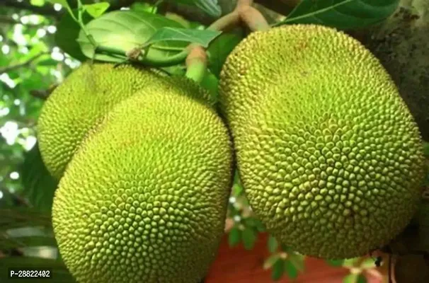 Baishnab  Jackfruit PlantCFA222 Jackfruit Plant-thumb0