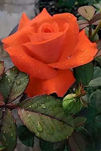 Baishnab Rose Plant Orange rose plant-thumb1